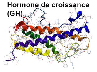 hormone de croissance