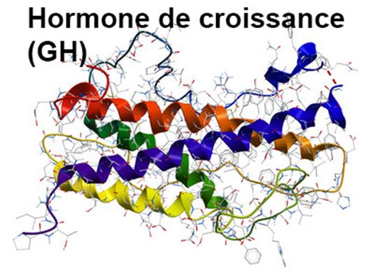 Hormone de croissance chez l'enfant