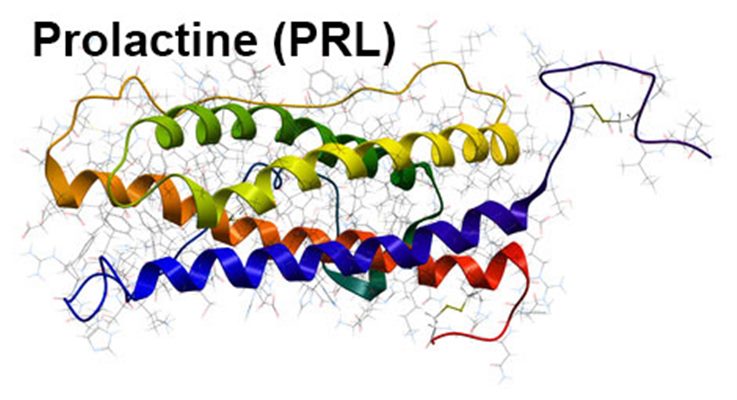 Prolactine : symptômes, traitement, définition - docteurclic.com