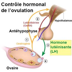 ovulation et LH