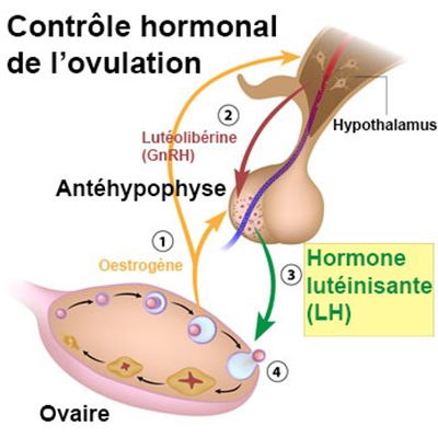 LH ou hormone lutéinisante
