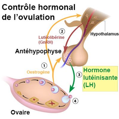 Contraception progestative