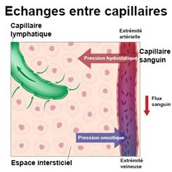 échanges entre capillaires