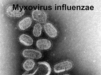 virus grippal