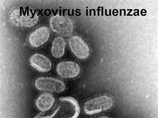Virus grippal