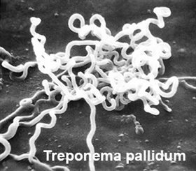 tréponèma palidum