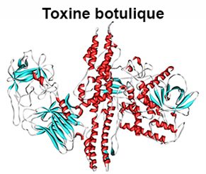 toxine botulique