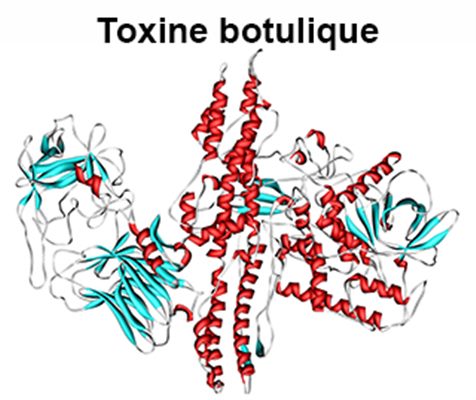 Que faire en cas de botulisme ?