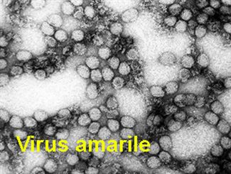 virus amarile