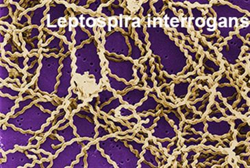 leptospira interrogans