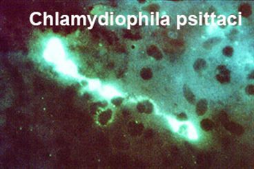 chlamydiophila psittaci