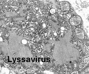 lyssavirus
