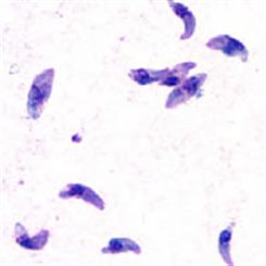 toxoplasma gondii