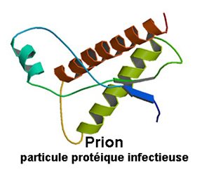 prion