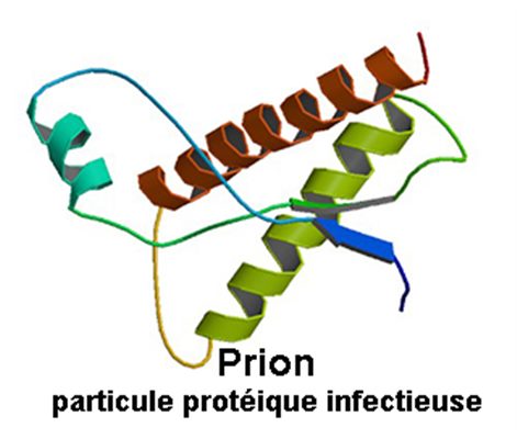 Prion