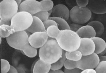 malessezia furfur
