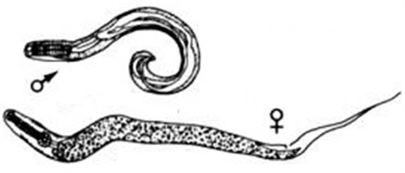 enterobius vermicularis