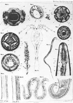 dranculus medinensis