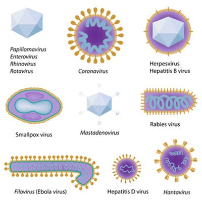 Maladies virales