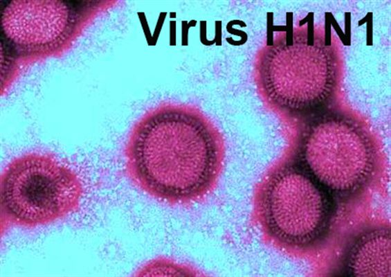 Entreprises face à la grippe A H1N1