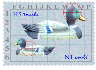 grippe aviaire  H5N1