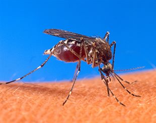 aedes aegypitis
