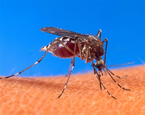 Fièvre Chikungunya