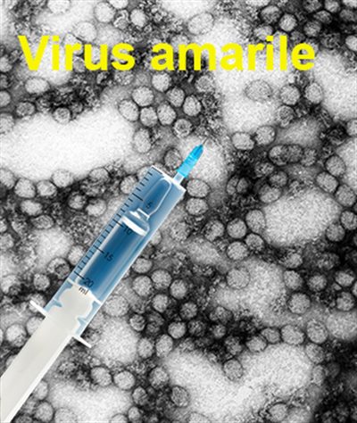 Vaccin contre la fièvre jaune