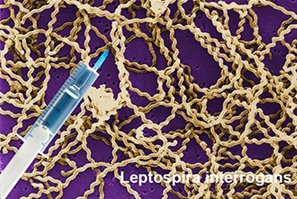 Vaccin contre la leptospirose