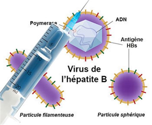 Vaccin contre l'hépatite B