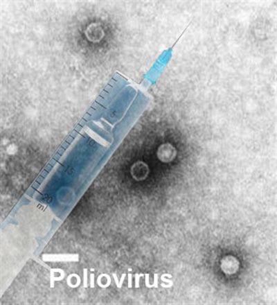 Vaccin contre la poliomyélite