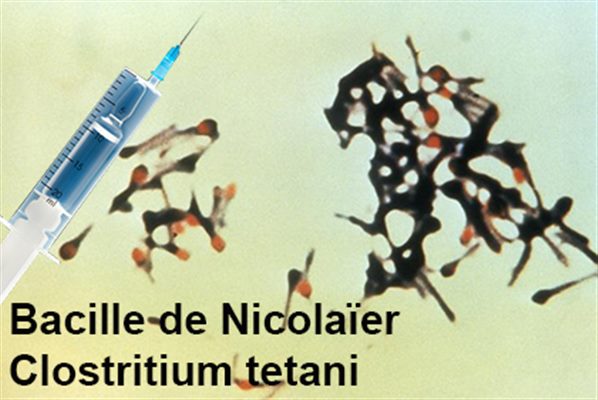 Vaccin contre le tétanos