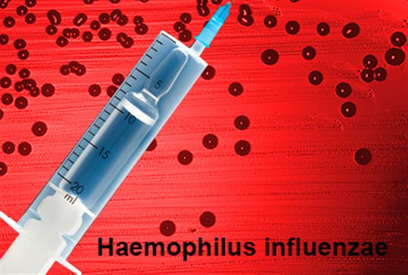 Vaccin contre hemophilus influenzae