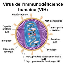 VIH: virus de 'immunodéficience humaine