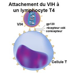lymphocyte T4 et VIH
