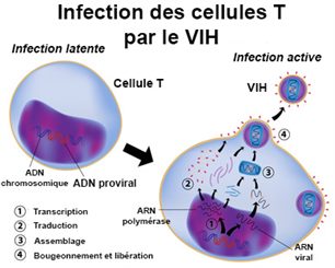 infection par le VIH latente et active 
