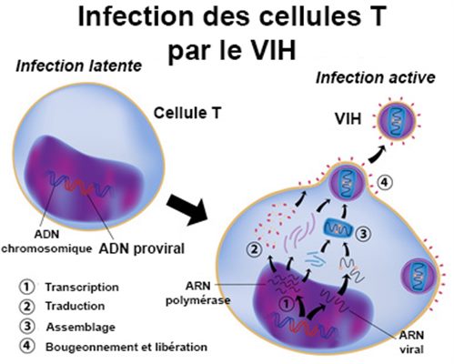 SIDA: Les grandes lignes de la maladie