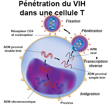 Symptomes du vih