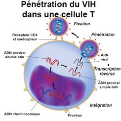 pénétration de cellule T par le VIH