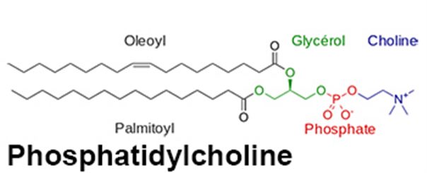 phosphatidylcholine