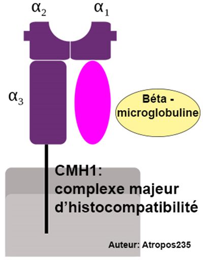 Bêta2-microglobuline