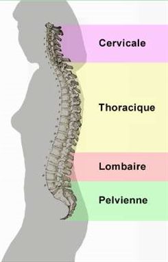 colonne vertébrale