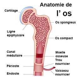 anatomie de l'os