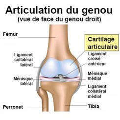 cartilage articulaire