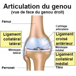 ligaments