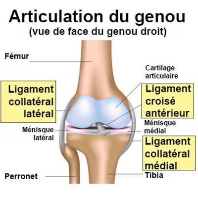 Ligaments