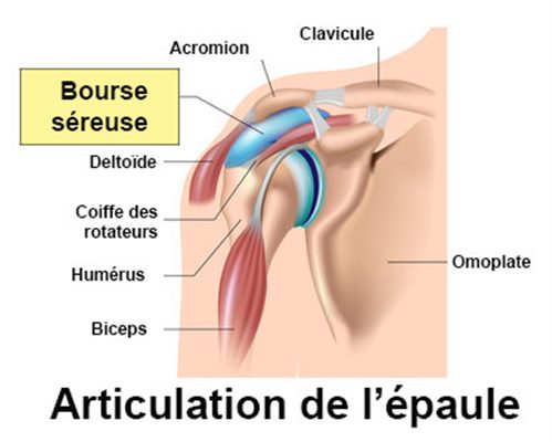 Bourses séreuses