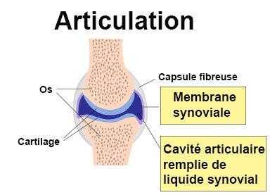 Synoviale : définition - docteurclic.com