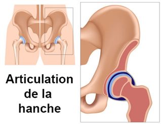 articulation de la hanche