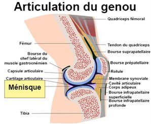 le artralgie